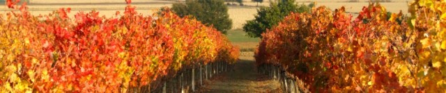 Vines of Umbria